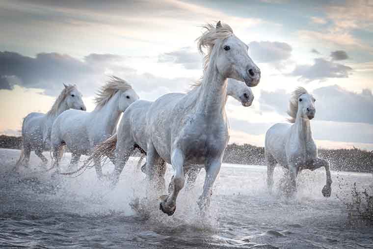 soñar con caballos