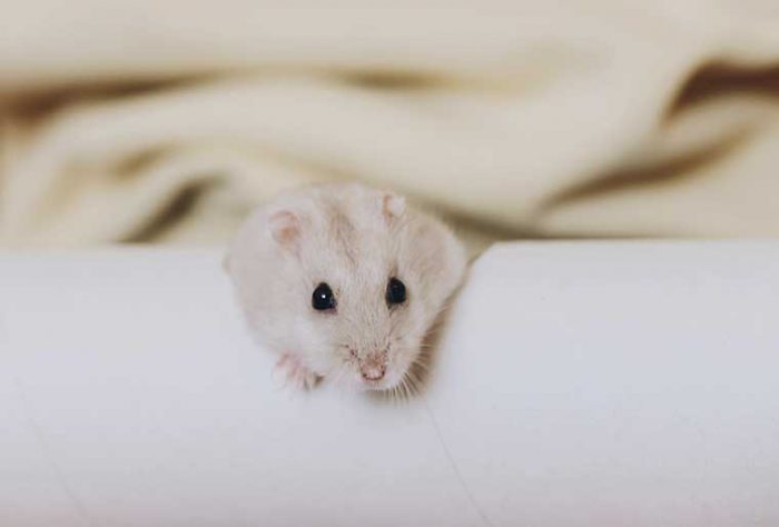 soñar-con-ratas-descanso