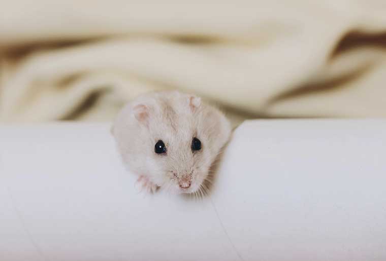 soñar-con-ratas-descanso